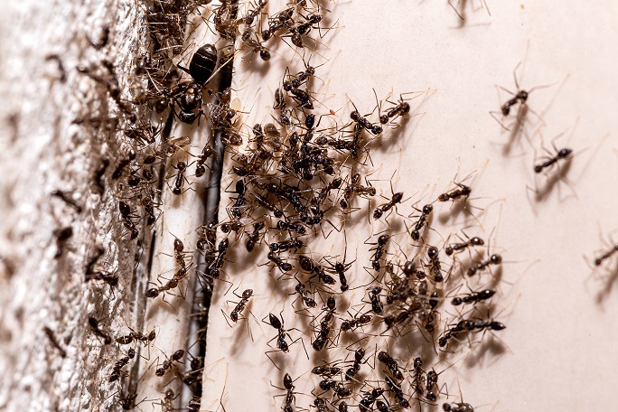 A colony of ants behind a home's wall