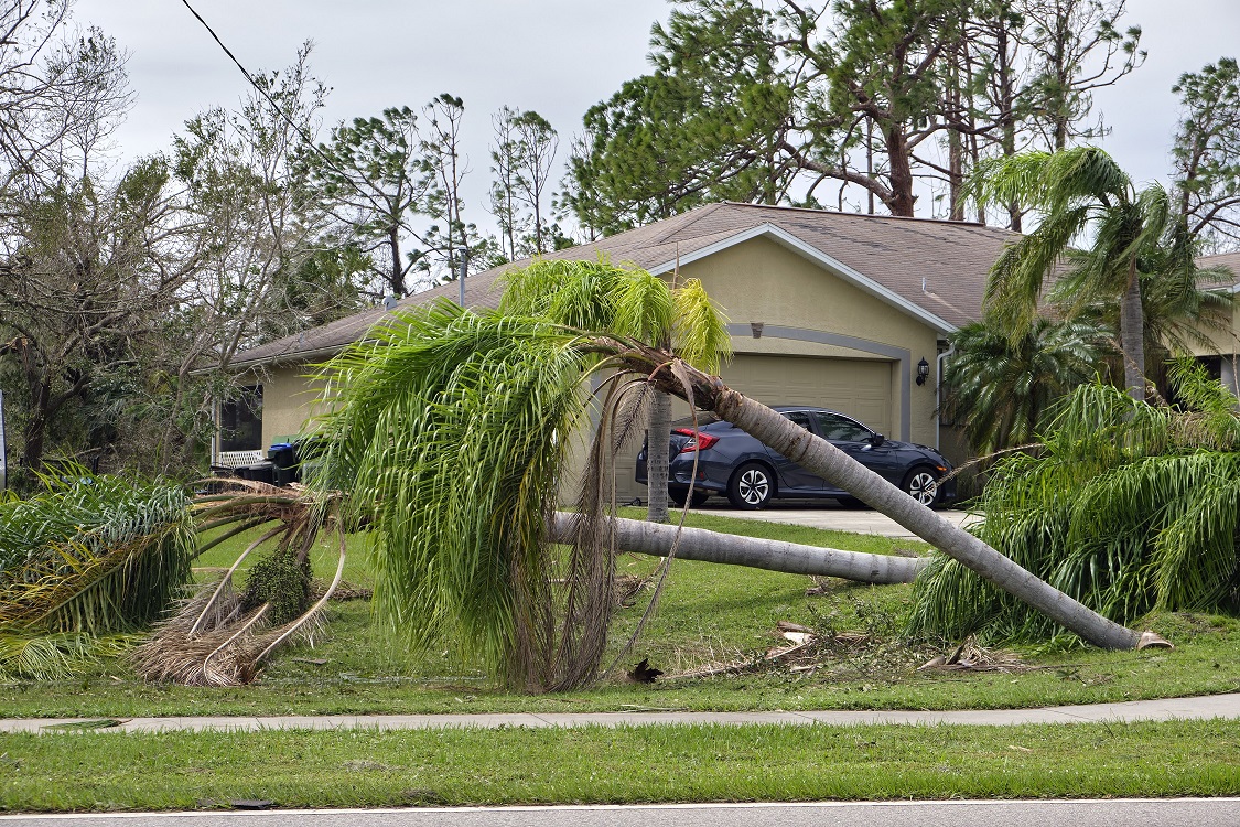 Outdoor landscape & trees damaged by strong hurricane